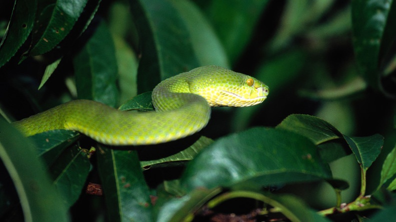 Pope‘s Viper